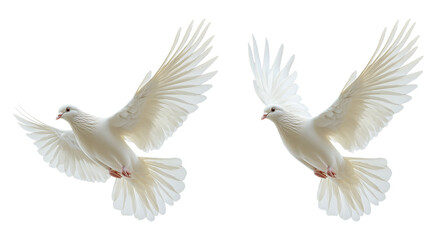 Obraz premium Two Pure White Doves in Flight Against a Transparent Background