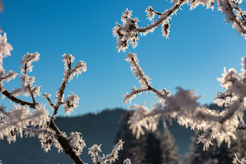 Tree branch covered in frost against a clear blue sky. Ice crystals on the branches create a stunning winter scene. The image evokes a sense of peace, tranquility, and the beauty of nature in winter.
