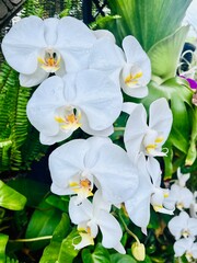 phalaenopsis amabilis white orchid in garden