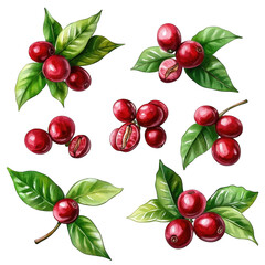 Fresh Coffee Beans Red Berries Leaves Watercolor Isolated Botanical Illustration