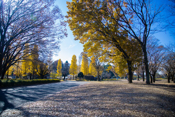A yellow tall gingko tree at the public park in Tokyo in autumn