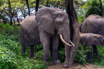 Fototapeta premium Group of African elephants pass safari vehicles in Tanzania 