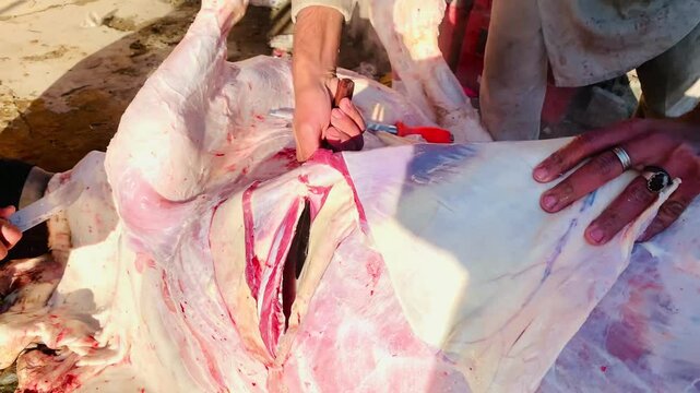 officers are cutting a cow with a knife during the slaughter of sacrificial animals, Swat, January 01,2025