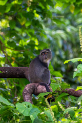 Blue monkey sitting in a tree