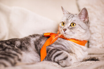 beautiful, gray British cat with an orange bow on her neck on a light background in a home environment.