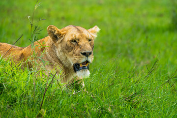 Pride of lions in the Serengeti, Tanzania 