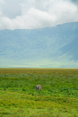 Large elephant standing in the Ngorongoro Crater conservation area in Tanzania, Africa