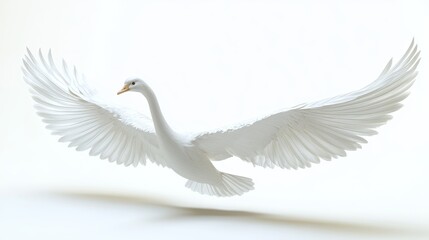 Fototapeta premium A graceful white swan in flight, wings outstretched against a stark white background