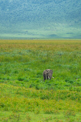 Large elephant standing in the Ngorongoro Crater conservation area in Tanzania, Africa