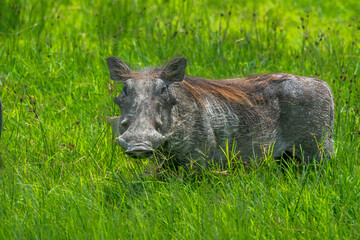 Rumba waterdog in the grass of the Serengeti 