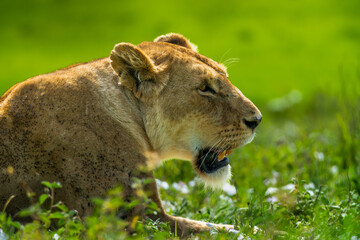 Pride of lions rolling around in the fields of Africa
