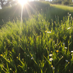 sun rays in the grass