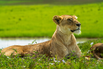Pride of lions in the Serengeti, Tanzania 