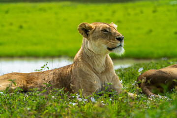Pride of lions rolling around in the fields of Africa