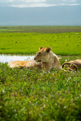 Pride of lions in the Serengeti, Tanzania 