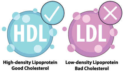 Understanding HDL and LDL Cholesterol