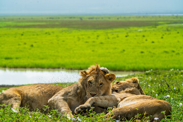 Pride of lions in the Serengeti, Tanzania 