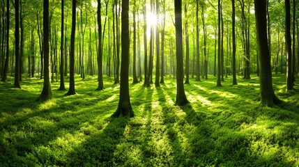 Serene Sunlight Dappled Forest Lush Green Canopy Tranquil Nature Scene