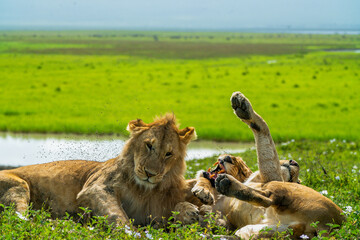 Pride of lions rolling around in the fields of Africa