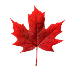 Vibrant Red Maple Leaf in Autumn Season with Crisp Details