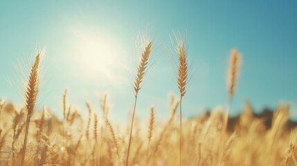 Fototapeta premium Wheat field under bright blue sky with sunlight illuminating tall golden stalks and creating a serene and warm agricultural landscape.