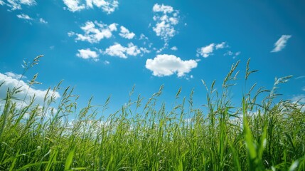 Vibrant green grass under a clear blue sky with scattered clouds creating a serene natural landscape atmosphere