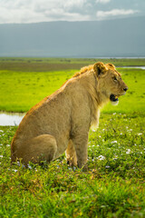 Pride of lions rolling around in the fields of Africa