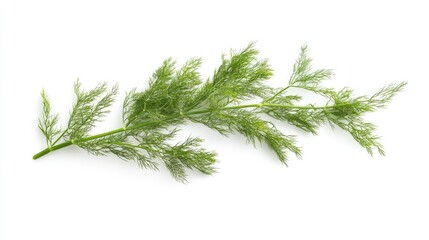 Fresh fennel frond on a clean white background highlighting its vibrant green color and delicate texture for culinary use and presentation.