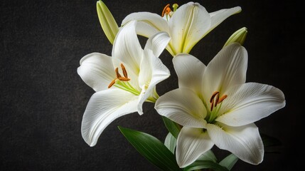 Fototapeta premium Elegant white lily bouquet on a dark background showcasing vibrant petals and delicate details perfect for floral design and lifestyle themes