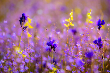 A vibrant meadow in full bloom, showcasing a stunning array of purple and yellow wildflowers under the soft light of dawn. Showcasing Nature's Vibrant Colors and Tranquility.
