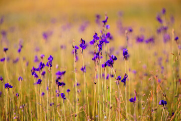 A vibrant meadow in full bloom, showcasing a stunning array of purple and yellow wildflowers under the soft light of dawn. Showcasing Nature's Vibrant Colors and Tranquility.