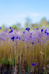 A vibrant meadow in full bloom, showcasing a stunning array of purple and yellow wildflowers under the soft light of dawn. Showcasing Nature's Vibrant Colors and Tranquility.