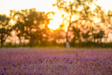 A vibrant meadow in full bloom, showcasing a stunning array of purple and yellow wildflowers under the soft light of dawn. Showcasing Nature's Vibrant Colors and Tranquility.