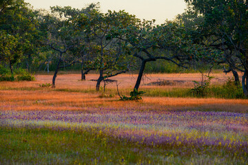 A vibrant meadow in full bloom, showcasing a stunning array of purple and yellow wildflowers under...