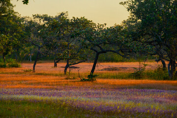 A vibrant meadow in full bloom, showcasing a stunning array of purple and yellow wildflowers under the soft light of dawn. Showcasing Nature's Vibrant Colors and Tranquility.