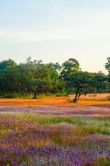 A vibrant meadow in full bloom, showcasing a stunning array of purple and yellow wildflowers under the soft light of dawn. Showcasing Nature's Vibrant Colors and Tranquility.