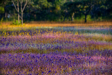 A vibrant meadow in full bloom, showcasing a stunning array of purple and yellow wildflowers under the soft light of dawn. Showcasing Nature's Vibrant Colors and Tranquility.