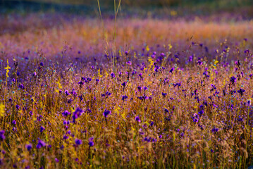 A vibrant meadow in full bloom, showcasing a stunning array of purple and yellow wildflowers under the soft light of dawn. Showcasing Nature's Vibrant Colors and Tranquility.