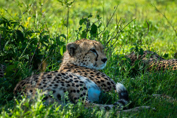 Family of 3 Cheetahs laying under a tree in the Serengeti 