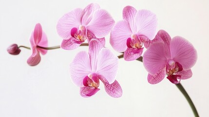 Beautiful pink orchids with delicate petals and vibrant colors against a clean white background showcasing nature's elegance and charm.