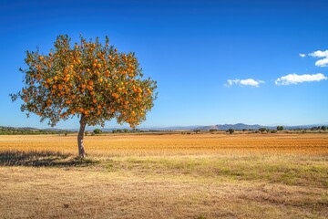 Fototapeta premium Sunny Orange Grove in Spain with Ripe Trees Against a Clear Blue Sky