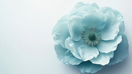 Light blue floral rose macro image isolated on white background showcasing delicate details for elegant design and decoration purposes