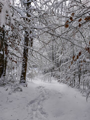Snow-covered tree branches against a blue sky in a winter forest