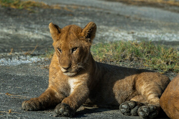 Pride of lions in the Serengeti, Tanzania 