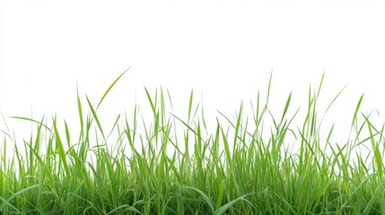 Fototapeta premium Green grass blades isolated on a white background creating a fresh and natural outdoor feel suitable for various design projects.