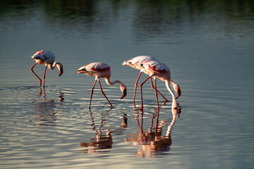 Flock of flamingos at sunset reflecting on the water of Lake Manyara in Tanzania, Africa