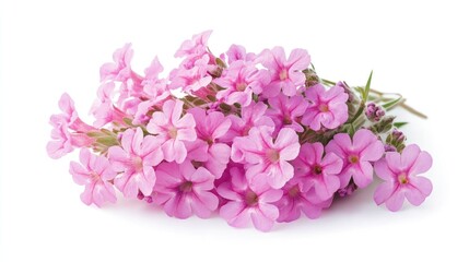 Obraz premium Bunch of delicate pink verbena flowers on a white background highlighting their vibrant color and intricate petal details