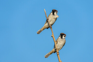 Two Eurasian Tree Sparrows perched on a blue background