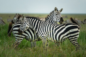 Two Zebras getting close in the Serengeti 