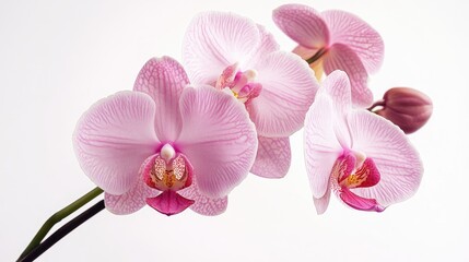 Obraz premium Delicate pink orchid blossoms elegantly displayed against a clean white background showcasing natural beauty and floral elegance.